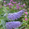 Blue Purple Butterfly Bush Live Plant, Buddleja Shrub, 4-7 Inch, Outdoor Garden - Image 1