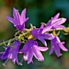 Blue Rampion Bellflower Seeds - 200 Perennial Campanula Rapunculoides - Image 1