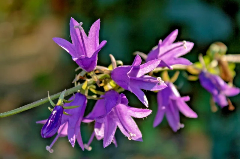 Blue Rampion Bellflower Seeds - 200 Perennial Campanula Rapunculoides - Image 1
