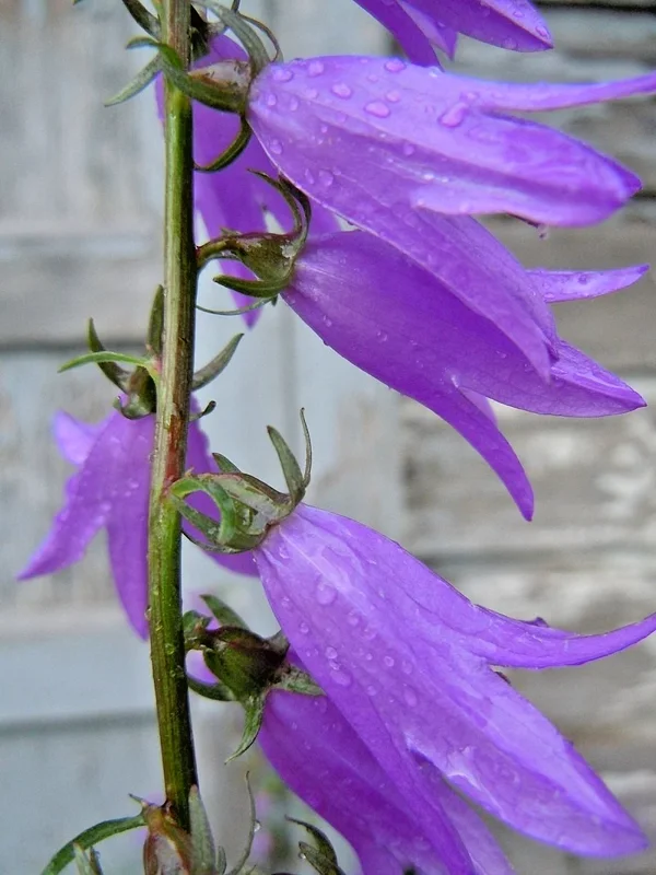 Blue Rampion Bellflower Seeds - 200 Perennial Campanula Rapunculoides - Image 2