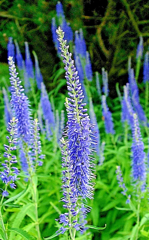 Blue Veronica Longfolia 160 Seeds, Speedwell, USA Seller, Flowers - Image 2