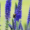 Blue Veronica Longfolia 160 Seeds, Speedwell, USA Seller, Flowers - Image 1