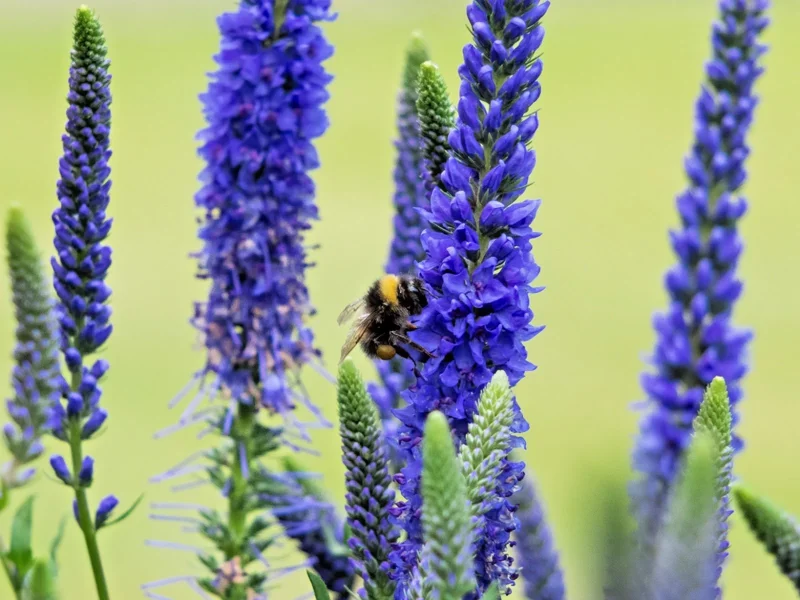 Blue Veronica Longfolia 160 Seeds, Speedwell, USA Seller, Flowers - Image 1