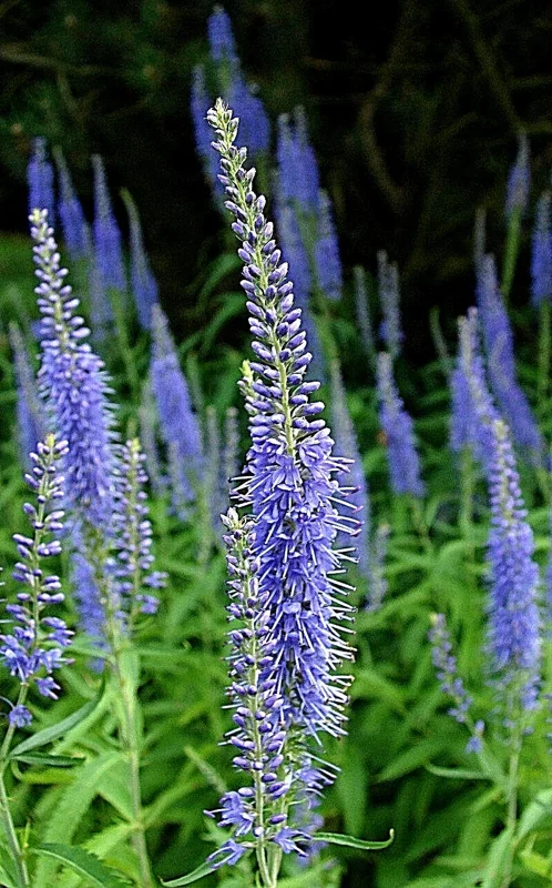 Blue Veronica Longifolia Seeds - 100 Pack, Long Leaf Speedwell Perennial Flower Seeds, Outdoor - Image 2