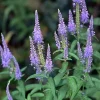 Blue Veronica Longifolia Seeds - 100 Pack, Long Leaf Speedwell Perennial Flower Seeds, Outdoor - Image 1