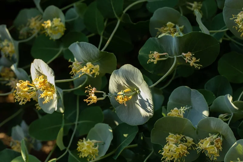 Blue White Leaves Lonicera Plants Yellow Honeysuckle Flower Bush Grape Honeysuckle Starter Plant -6-10 Inch Tall - Image 1