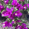 Blueberry Ice Bougainvillea Live Plant Starter Set, 2 Pack, 4-10" Tall, Vibrant Purple Vine for Outdoor Blueberry Ice Bougainvillea Live Plant Starter Set, 2 Pack, 4-10" Tall, Vibrant Purple Vine for Outdoor - Image 1