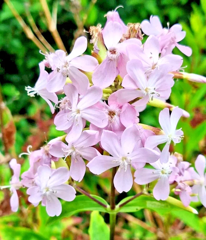 Blush Pink Maltese Cross Flower Seeds - Lychnis Chalcedonica - 100 Count - Hardy Perennial - Image 2