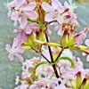 Blush Pink Maltese Cross Flower Seeds - Lychnis Chalcedonica - 100 Count - Hardy Perennial - Image 1