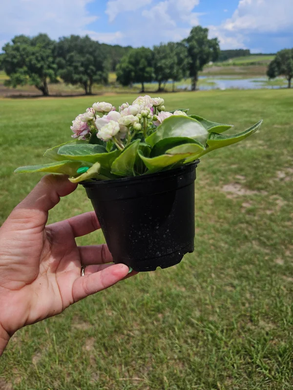 Blush Rosette African Violet Live Plant – 4 Inch Pot – Indoor Houseplant - Image 2