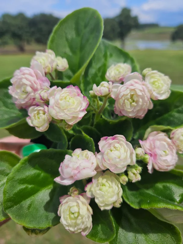 Blush Rosette African Violet Live Plant – 4 Inch Pot – Indoor Houseplant - Image 1