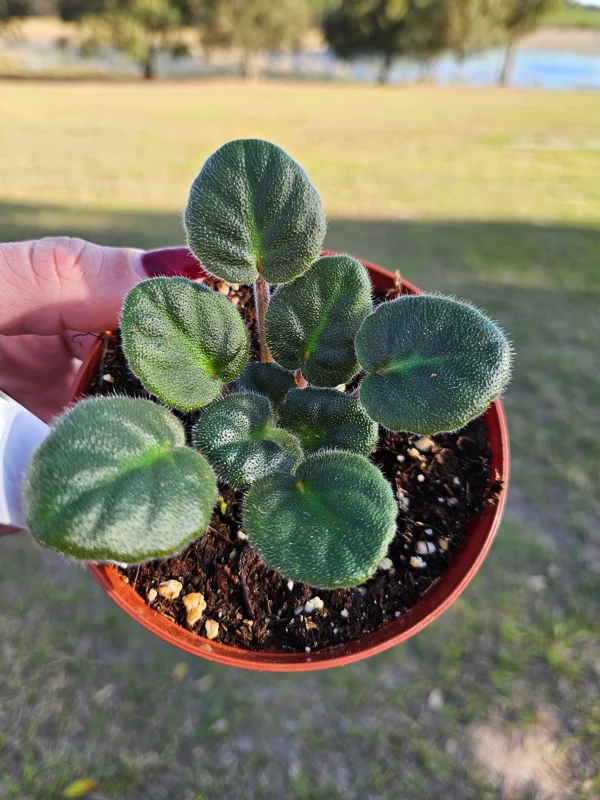 Bob Serbin Red African Violet Live Plant – 4 Inch Pot – Indoor Houseplant - Image 2