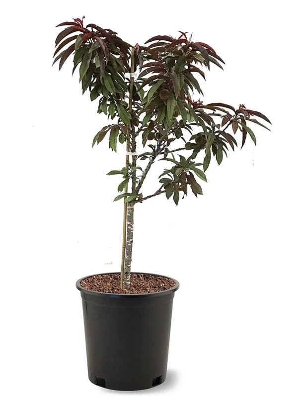 Bonfire Patio Peach Tree - Dwarf Purple-Leaf Peach Live Plant, 3-4 Ft Tall, 5-Gallon Pot - Image 2