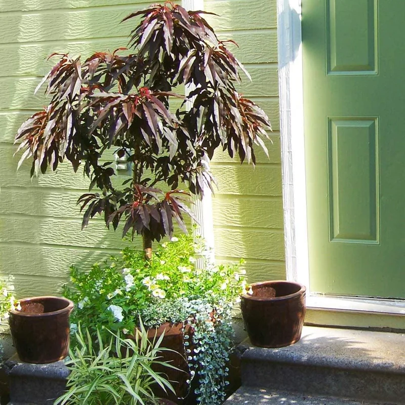 Bonfire Patio Peach Tree - Dwarf Purple-Leaf Peach Live Plant, 3-4 Ft Tall, 5-Gallon Pot - Image 1