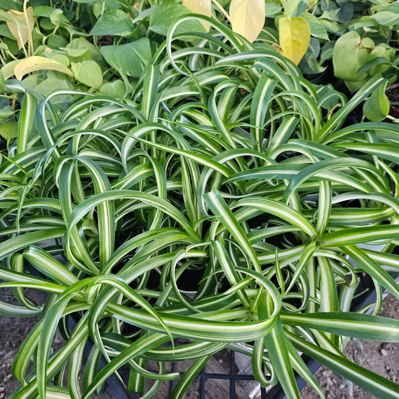 Bonnie Curly Spider Plant Live Plant - 4in Pot - Indoor Houseplant Bonnie Curly Spider Plant Live Plant - 4in Pot - Indoor Houseplant - Image 2
