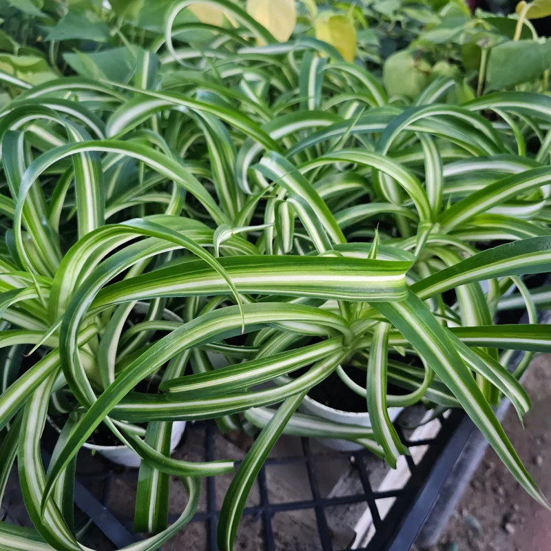 Bonnie Curly Spider Plant Live Plant - 4in Pot - Indoor Houseplant Bonnie Curly Spider Plant Live Plant - 4in Pot - Indoor Houseplant - Image 4