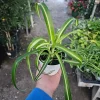 Bonnie Curly Spider Plant Live Plant - 4in Pot - Indoor Houseplant Bonnie Curly Spider Plant Live Plant - 4in Pot - Indoor Houseplant - Image 1