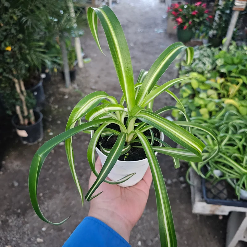 Bonnie Curly Spider Plant Live Plant - 4in Pot - Indoor Houseplant Bonnie Curly Spider Plant Live Plant - 4in Pot - Indoor Houseplant - Image 1