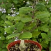Bonsai Spurflower Plectranthus Ernstii Live Plant – 4 Inch Pot – Indoor Caudex Bonsai Spurflower Plectranthus Ernstii Live Plant – 4 Inch Pot – Indoor Caudex - Image 1