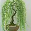Bonsai Weeping Willow Tree Seeds - Grow Your Own Green Willow, 5 Seeds - Image 1