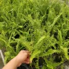 Boston Fern Live Plant – 4 Inch Pot – Indoor Houseplant - Image 1
