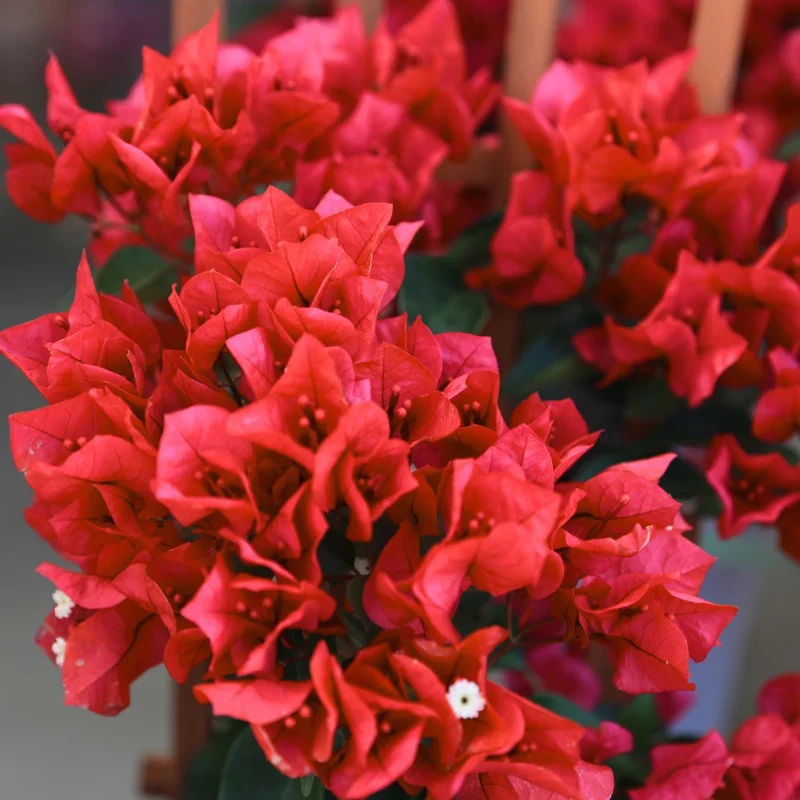 Bougainvillea Live Plant – 2 Pack – 4-6 Inch Starter Plants – Tropical Flowering Vine - Image 2