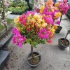 Bougainvillea Live Plant – 2 Pack – 4-6 Inch Starter Plants – Tropical Flowering Vine - Image 1