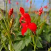 Brazilian Red Ruellia Live Plant - Scarlet Red Flowers, 2-Pack, 4-9 Inch Tall - Image 1