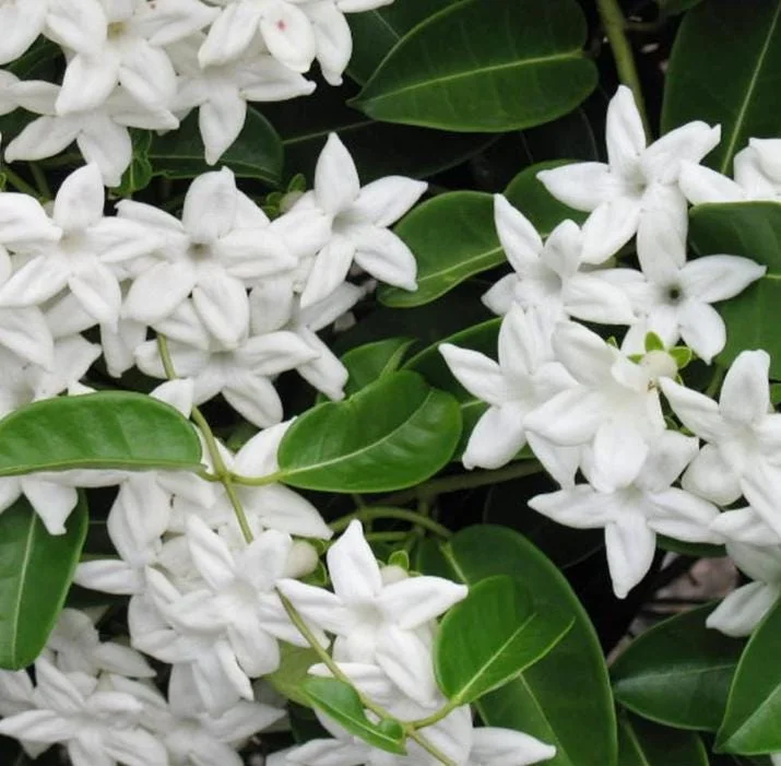 Bridal Wreath Jasmine Live Plant – 4-7 Inch Tall Fragrant White Flowering Vine – Outdoor Garden Bridal Wreath Jasmine Live Plant – 4-7 Inch Tall Fragrant White Flowering Vine – Outdoor Garden - Image 2