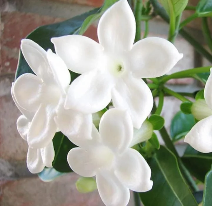 Bridal Wreath Jasmine Live Plant – 4-7 Inch Tall Fragrant White Flowering Vine – Outdoor Garden Bridal Wreath Jasmine Live Plant – 4-7 Inch Tall Fragrant White Flowering Vine – Outdoor Garden - Image 3