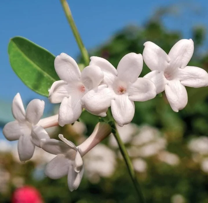 Bridal Wreath Jasmine Live Plant – 4-7 Inch Tall Fragrant White Flowering Vine – Outdoor Garden Bridal Wreath Jasmine Live Plant – 4-7 Inch Tall Fragrant White Flowering Vine – Outdoor Garden - Image 4