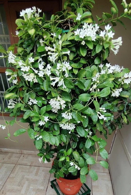 Bridal Wreath Jasmine Live Plant – 4-7 Inch Tall Fragrant White Flowering Vine – Outdoor Garden Bridal Wreath Jasmine Live Plant – 4-7 Inch Tall Fragrant White Flowering Vine – Outdoor Garden - Image 5