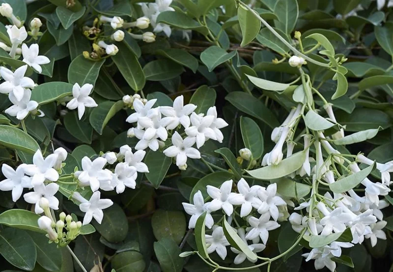 Bridal Wreath Jasmine Live Plant – 4-7 Inch Tall Fragrant White Flowering Vine – Outdoor Garden Bridal Wreath Jasmine Live Plant – 4-7 Inch Tall Fragrant White Flowering Vine – Outdoor Garden - Image 6
