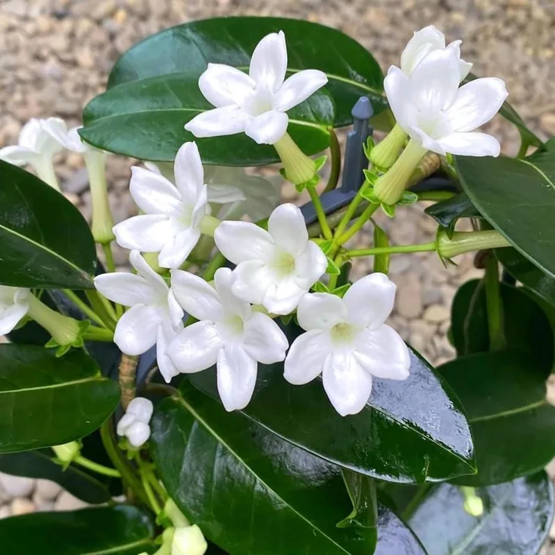Bridal Wreath Jasmine Live Plant – 4-7 Inch Tall Fragrant White Flowering Vine – Outdoor Garden Bridal Wreath Jasmine Live Plant – 4-7 Inch Tall Fragrant White Flowering Vine – Outdoor Garden - Image 7