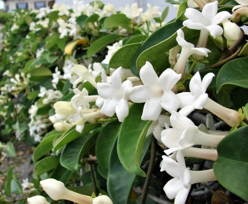 Bridal Wreath Jasmine Live Plant – 4-7 Inch Tall Fragrant White Flowering Vine – Outdoor Garden Bridal Wreath Jasmine Live Plant – 4-7 Inch Tall Fragrant White Flowering Vine – Outdoor Garden - Image 8