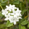 Bridal Wreath Jasmine Live Plant – 4-7 Inch Tall Fragrant White Flowering Vine – Outdoor Garden - Image 1