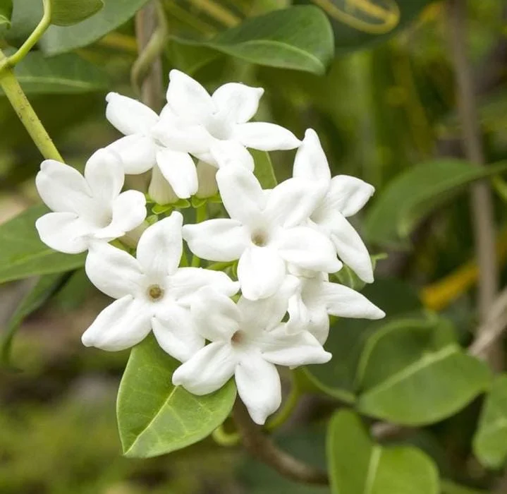 Bridal Wreath Jasmine Live Plant – 4-7 Inch Tall Fragrant White Flowering Vine – Outdoor Garden Bridal Wreath Jasmine Live Plant – 4-7 Inch Tall Fragrant White Flowering Vine – Outdoor Garden - Image 1
