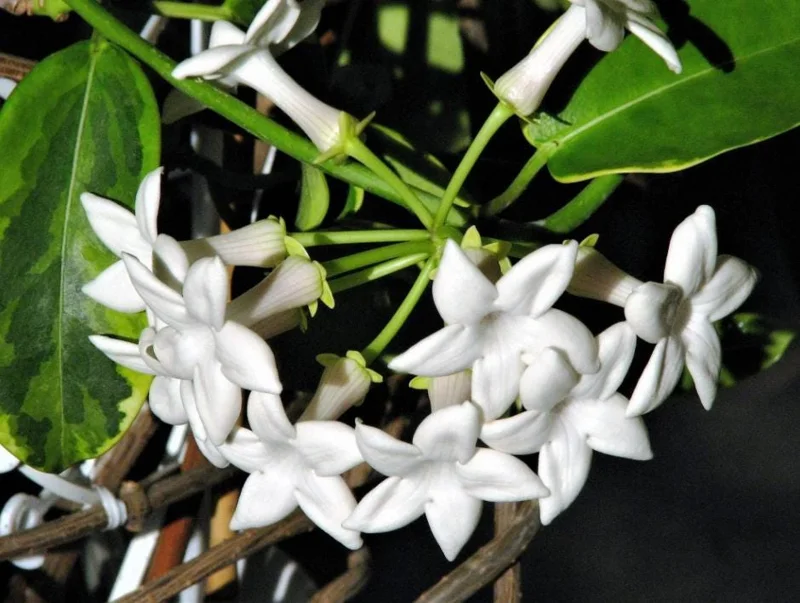 Bridal Wreath Jasmine Live Plant – 4-7 Inch Tall Fragrant White Flowering Vine – Outdoor Garden Bridal Wreath Jasmine Live Plant – 4-7 Inch Tall Fragrant White Flowering Vine – Outdoor Garden - Image 9