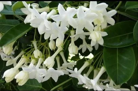 Bridal Wreath Jasmine Live Plant - White Climbing Vine, 4 to 6 Inch Tall, Outdoor Bridal Wreath Jasmine Live Plant - White Climbing Vine, 4 to 6 Inch Tall, Outdoor - Image 2