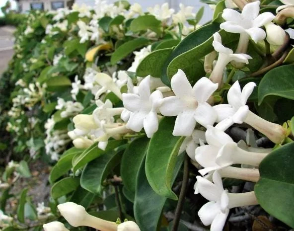 Bridal Wreath Jasmine Live Plant - White Climbing Vine, 4 to 6 Inch Tall, Outdoor Bridal Wreath Jasmine Live Plant - White Climbing Vine, 4 to 6 Inch Tall, Outdoor - Image 3