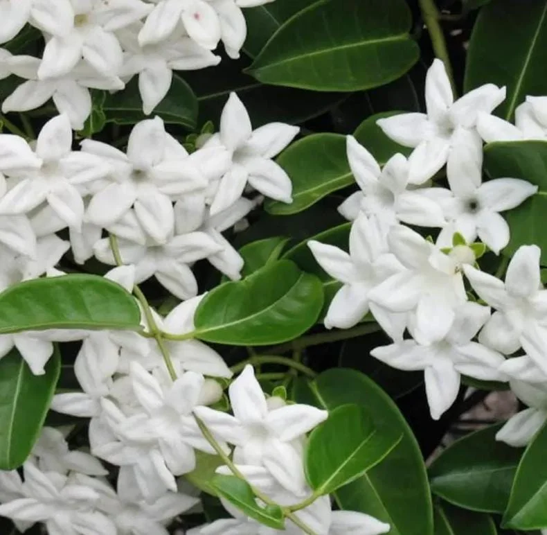 Bridal Wreath Jasmine Live Plant - White Climbing Vine, 4 to 6 Inch Tall, Outdoor Bridal Wreath Jasmine Live Plant - White Climbing Vine, 4 to 6 Inch Tall, Outdoor - Image 4