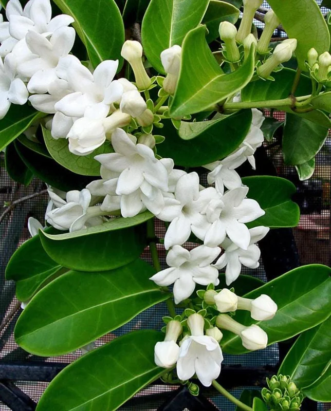 Bridal Wreath Jasmine Live Plant - White Climbing Vine, 4 to 6 Inch Tall, Outdoor Bridal Wreath Jasmine Live Plant - White Climbing Vine, 4 to 6 Inch Tall, Outdoor - Image 6