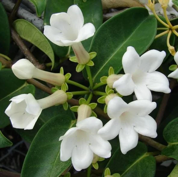 Bridal Wreath Jasmine Live Plant - White Climbing Vine, 4 to 6 Inch Tall, Outdoor Bridal Wreath Jasmine Live Plant - White Climbing Vine, 4 to 6 Inch Tall, Outdoor - Image 7