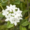 Bridal Wreath Jasmine Live Plant - White Climbing Vine, 4 to 6 Inch Tall, Outdoor - Image 1