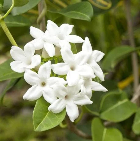Bridal Wreath Jasmine Live Plant - White Climbing Vine, 4 to 6 Inch Tall, Outdoor Bridal Wreath Jasmine Live Plant - White Climbing Vine, 4 to 6 Inch Tall, Outdoor - Image 1