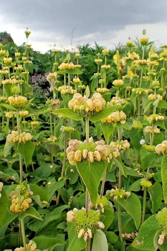Bright Yellow Phlomis Seeds - 50 Seeds Jerusalem Sage - Phlomis Russeliana - Outdoor Perennial Flower Seeds - Image 2