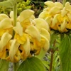 Bright Yellow Phlomis Seeds - 50 Seeds Jerusalem Sage - Phlomis Russeliana - Outdoor Perennial Flower Seeds - Image 1