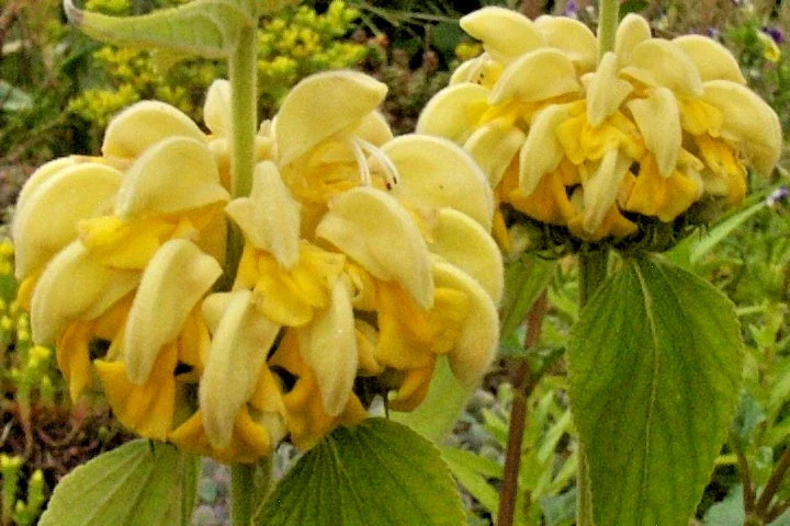 Bright Yellow Phlomis Seeds - 50 Seeds Jerusalem Sage - Phlomis Russeliana - Outdoor Perennial Flower Seeds - Image 1