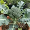 Broccoli Seeds – 50 Count Vegetable Seeds for Home Garden Planting – Indoor & Outdoor - Image 1