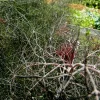 Bronze Fennel Seeds - 100 Count, Dark-Purple Fern-Like Foliage, Licorice Flavor Herb, Perennial - Image 1